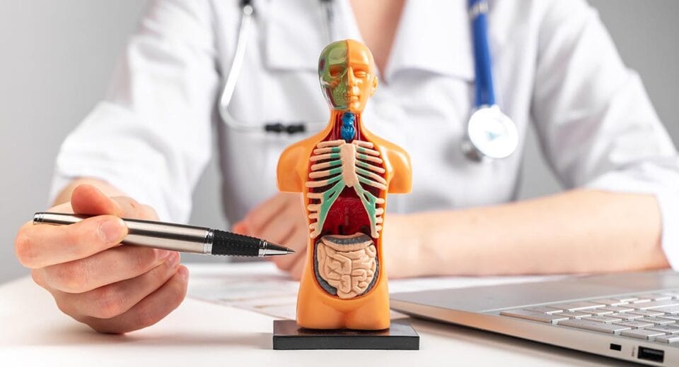 Cancer Screening By Internal Medicine Specialist