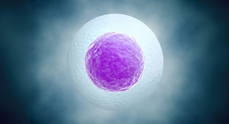 freezing eggs