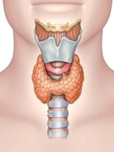 Image of thyroid gland